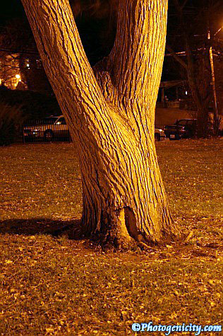 Fertile Tree